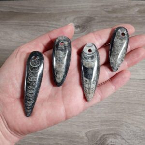 Orthoceras fossils