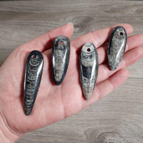 Orthoceras fossils